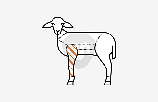 Milk fed lamb shoulder Milk fed lamb shoulder