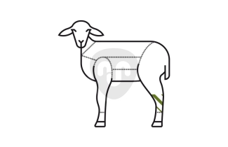 ساق الخروف ساق الخروف