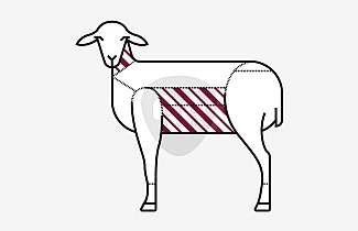 Sheep lean Sheep lean